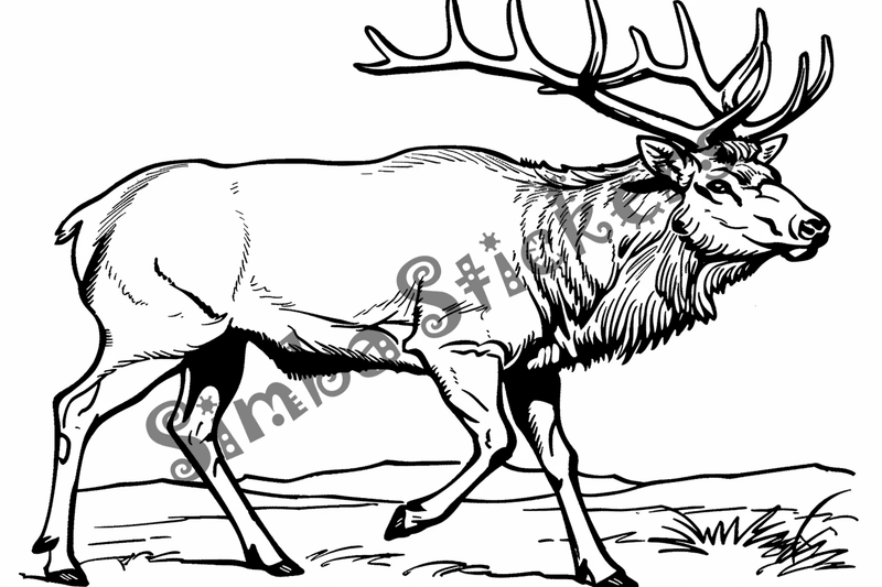Colouring pages, bundle of singular elks, 10 images