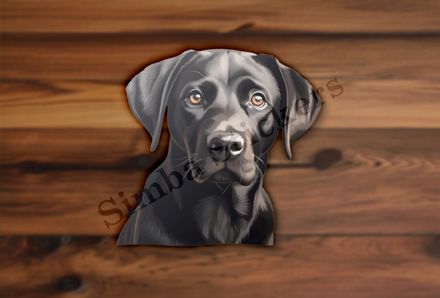 Black labrador dog looking straight ahead