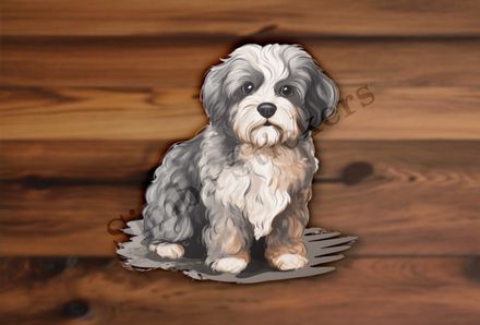 Black and white Cookapoo dog