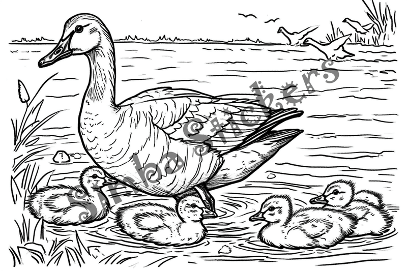 Colouring pages, bundle of geese with goslings, 10 images