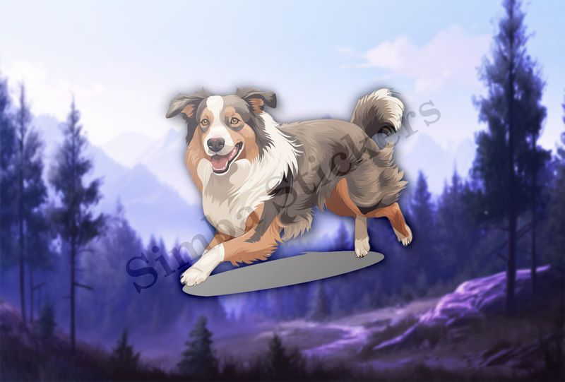 Australian Shepherd dog
