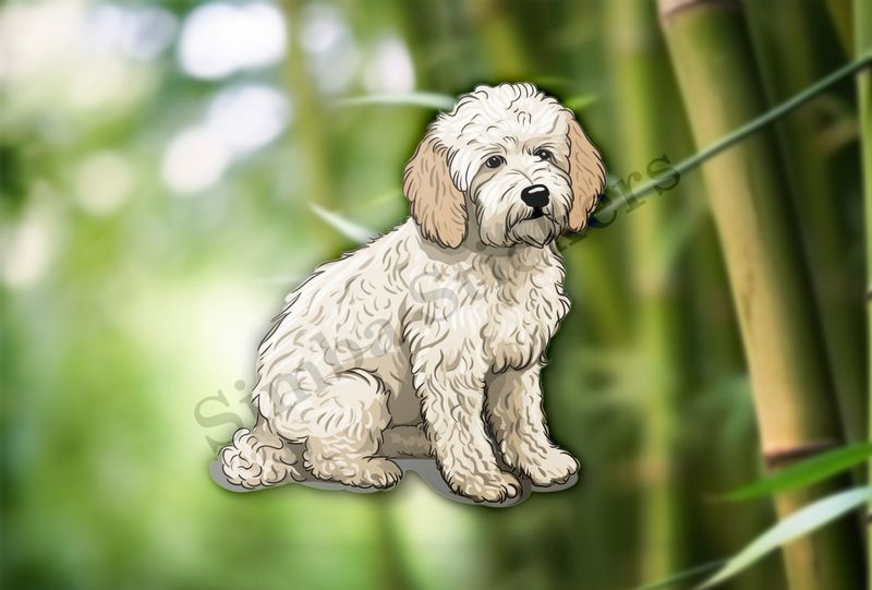 White Cookapoo dog