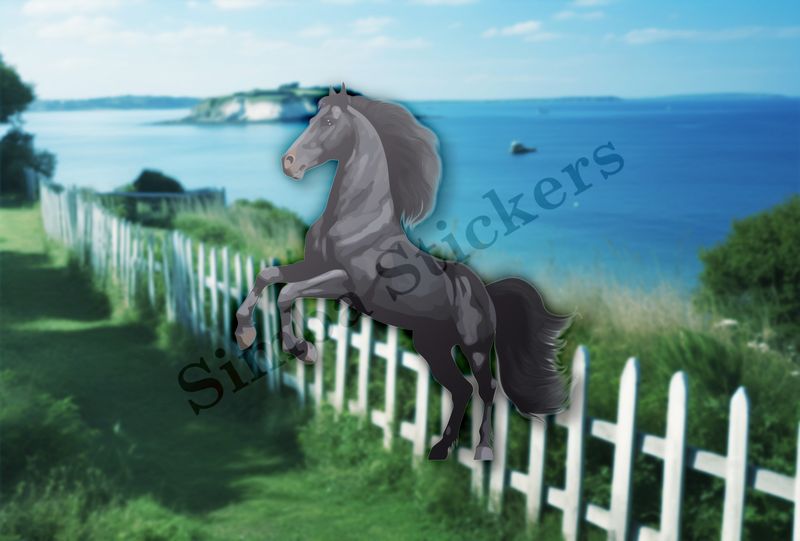 Black horse rearing