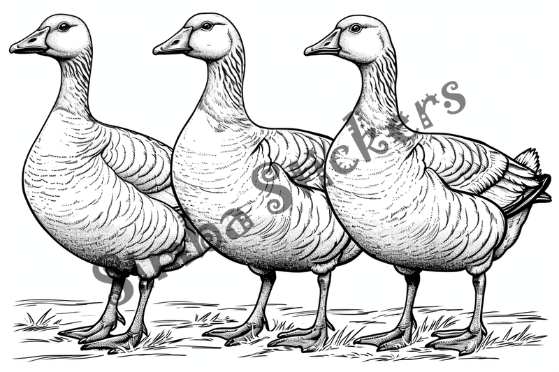 Colouring pages, bundle of geese, multiple, 10 images