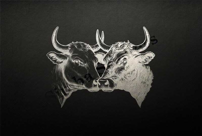 Cattle, bull and cow cheek-to-cheek, one black, other white, outline art