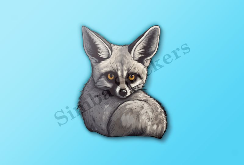 Bat-eared Fox