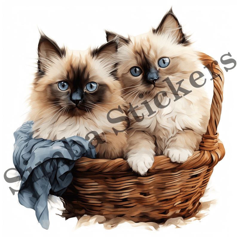 Himalayan cats in love, cuddling, image set, 10 images