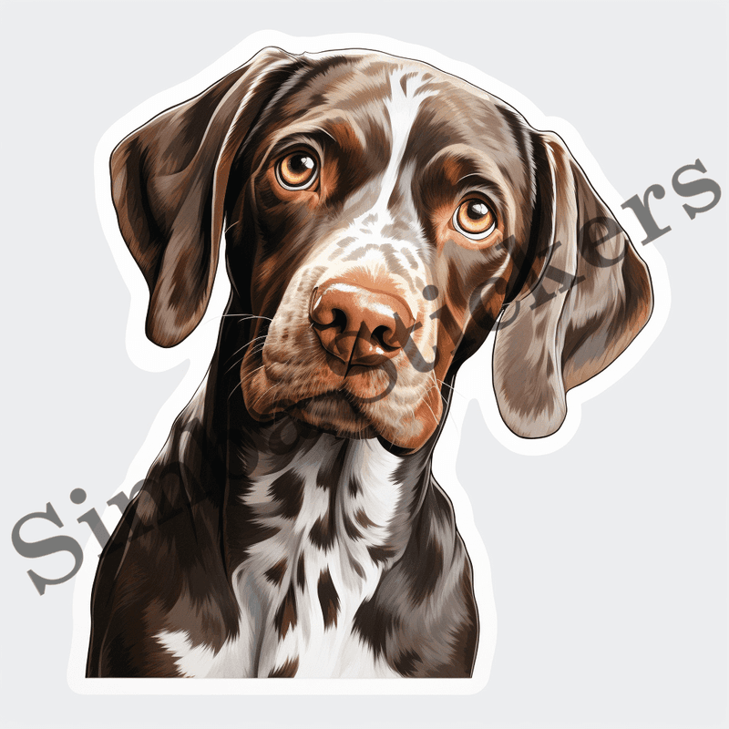 German Shorthaired Pointer dogs looking sorry, image set, 10 images