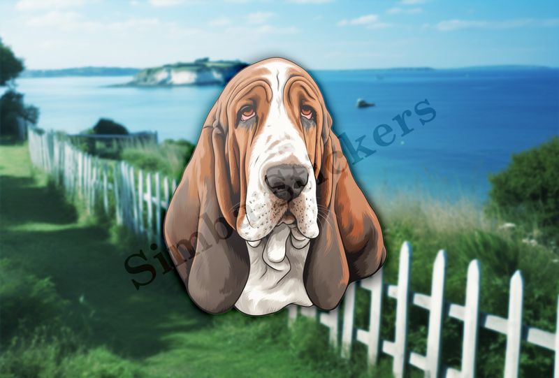 Basset Hound dog