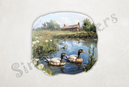 Ducks in love swimming in farmhouse pond