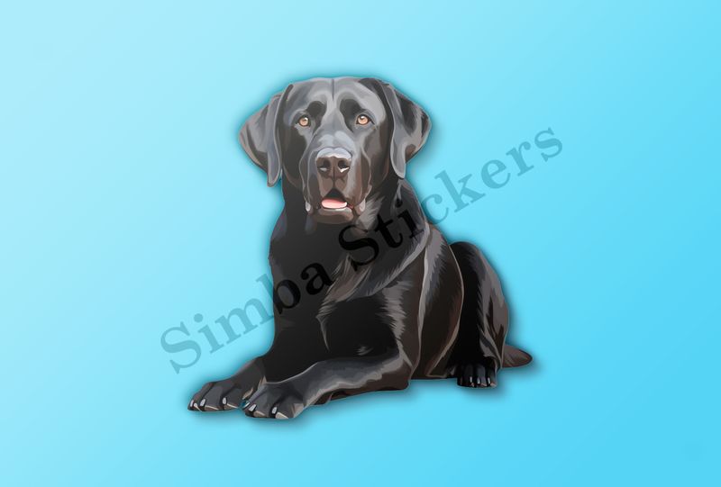 Black labrador dog sitting on all fours