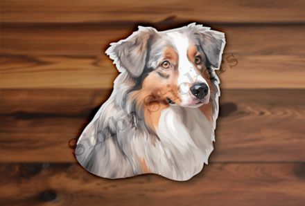 Australian Shepherd dog 