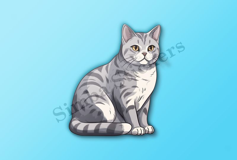 American Shorthair cat