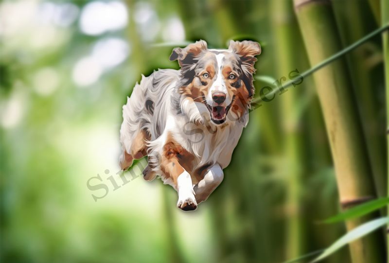 Australian Shepherd dog running and panting