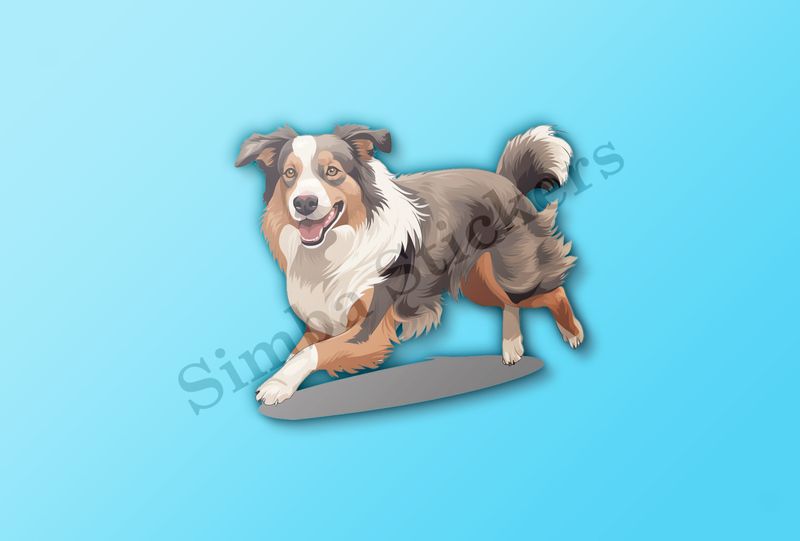 Australian Shepherd dog