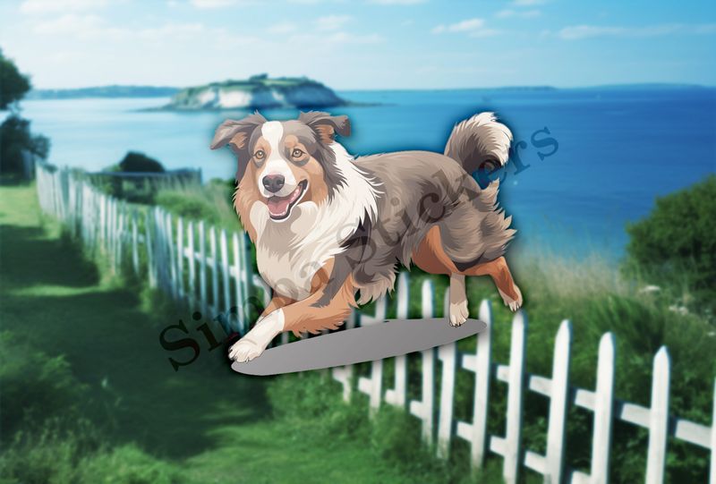 Australian Shepherd dog