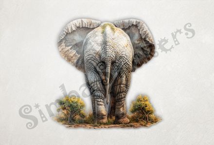 Elephant walking away, ears wide open, from behind