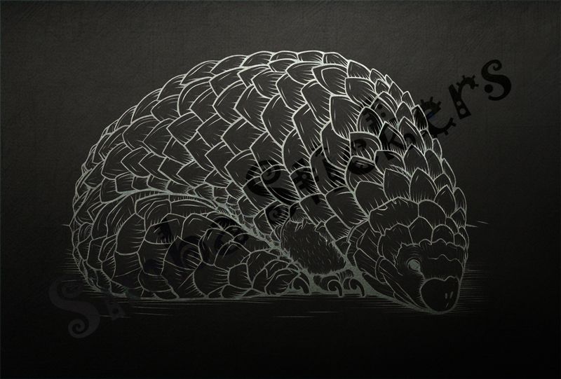 Pangolin sleeping, outline art