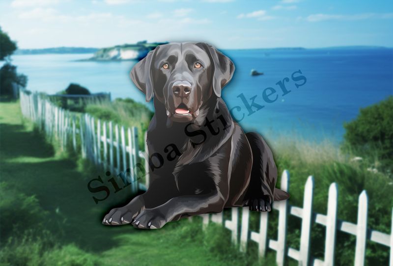 Black labrador dog sitting on all fours