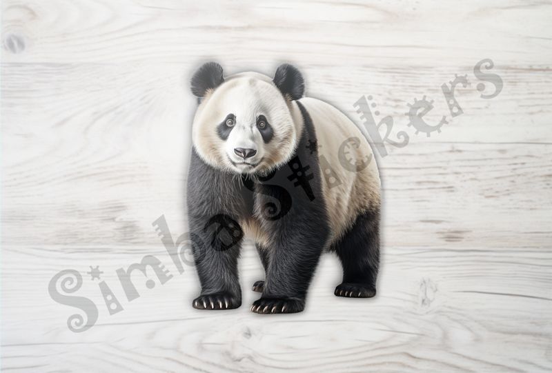 Panda on all fours looking straight ahead, 3ettt5