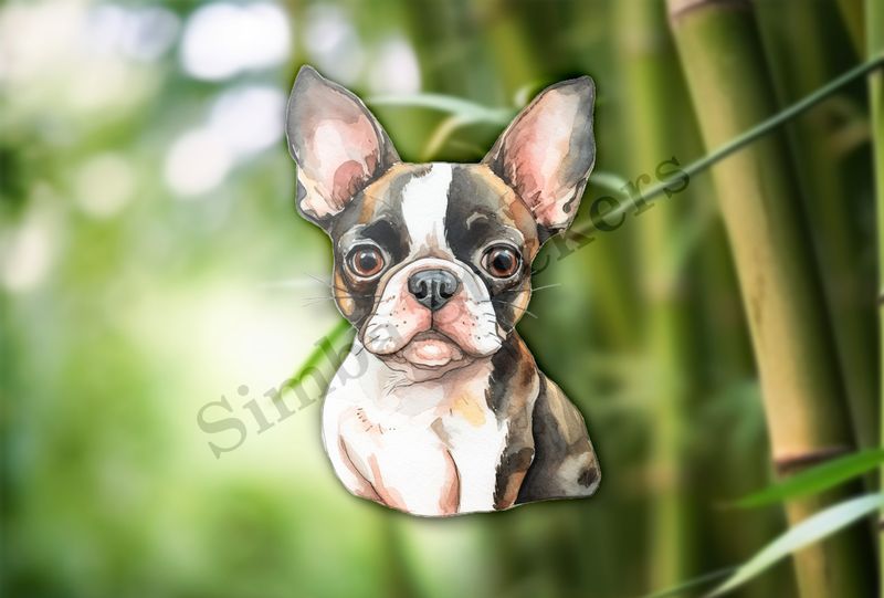 Boston Terrier dog, watercolour