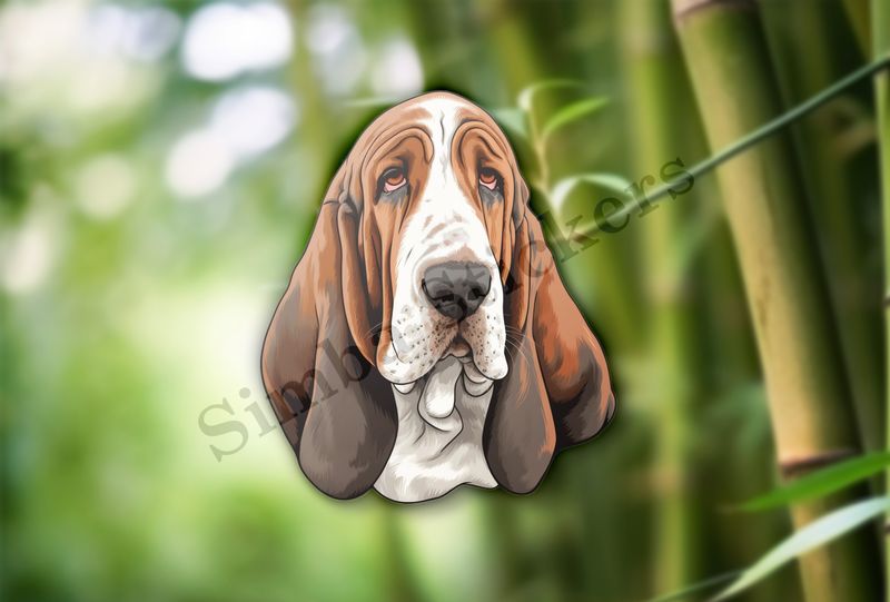 Basset Hound dog