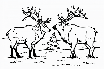 Colouring pages, bundle of elks, 25 images 2