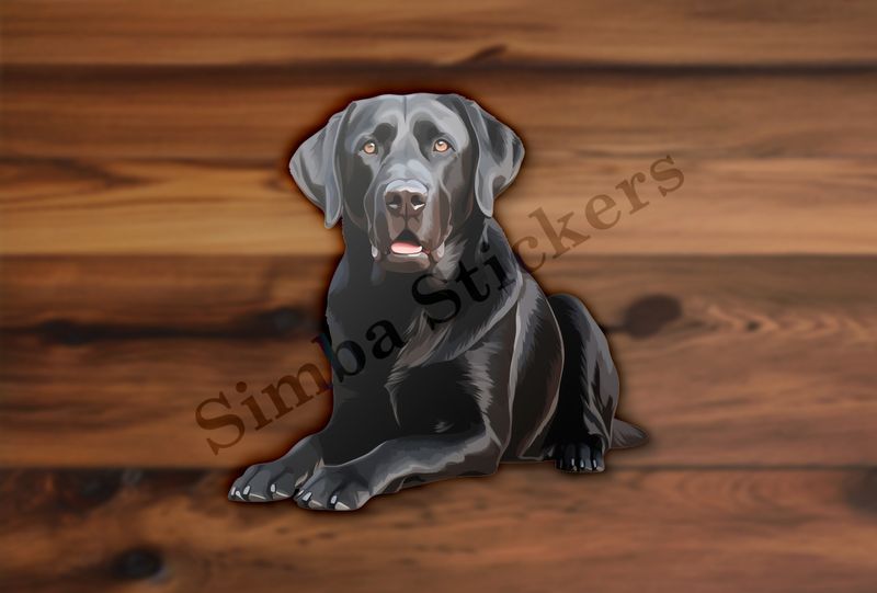 Black labrador dog sitting on all fours