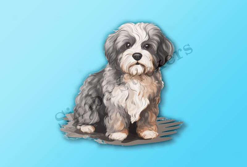 Black and white Cookapoo dog