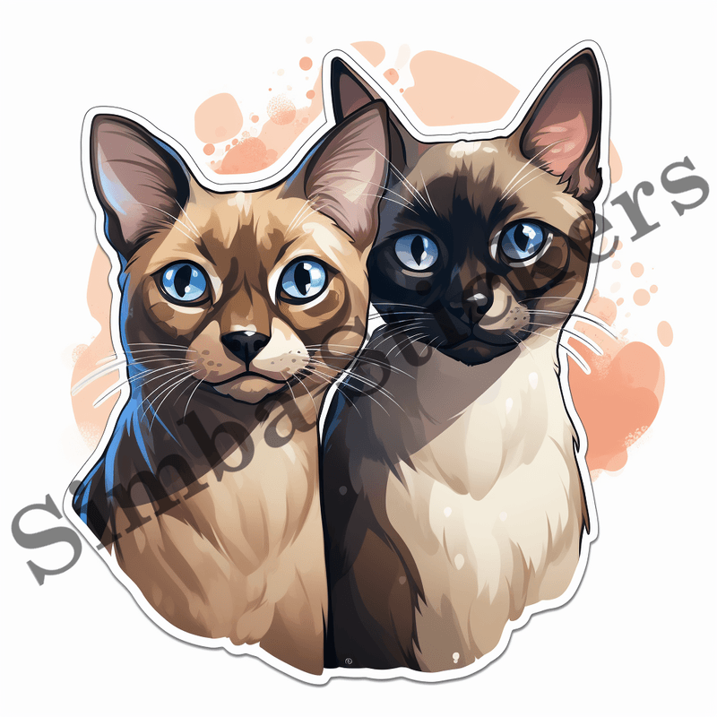 Tonkinese cats in love, image set, 10 images