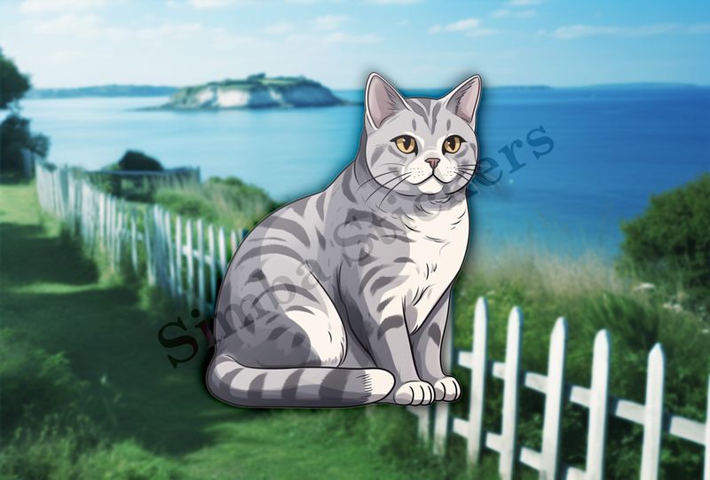 American Shorthair cat