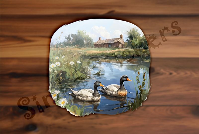 Ducks in love swimming in farmhouse pond