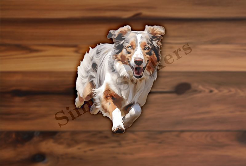 Australian Shepherd dog running and panting
