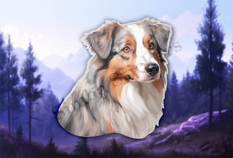 Australian Shepherd dog 