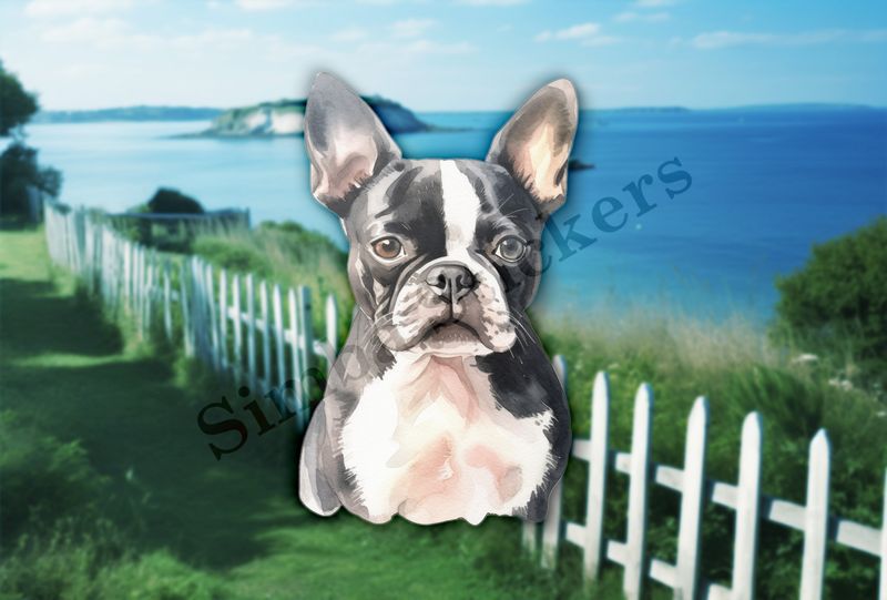 Boston Terrier dog front, watercolour