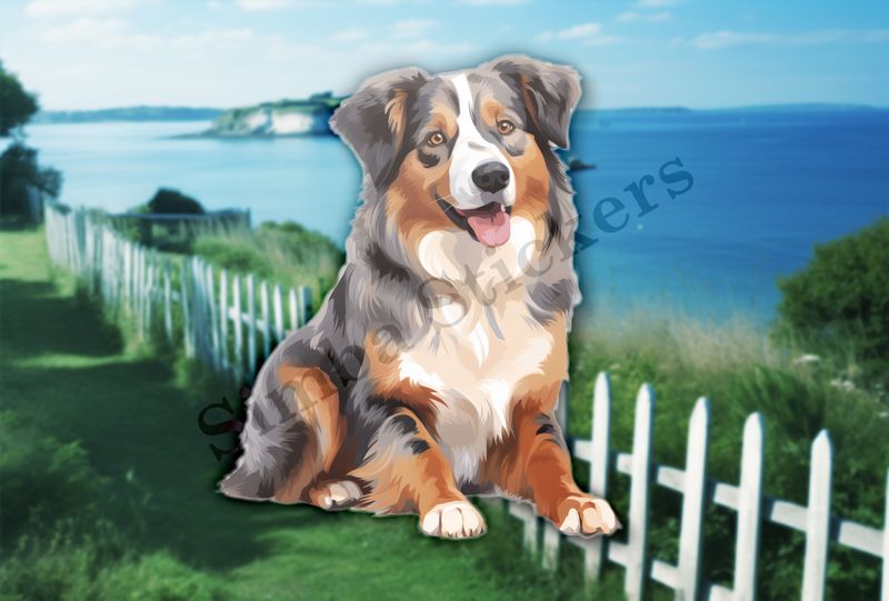 Australian Shepherd dog sitting with tongue out