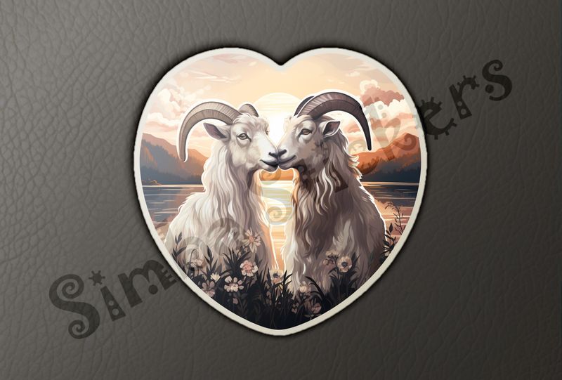 White goats nose-to-nose in love, sunset in background