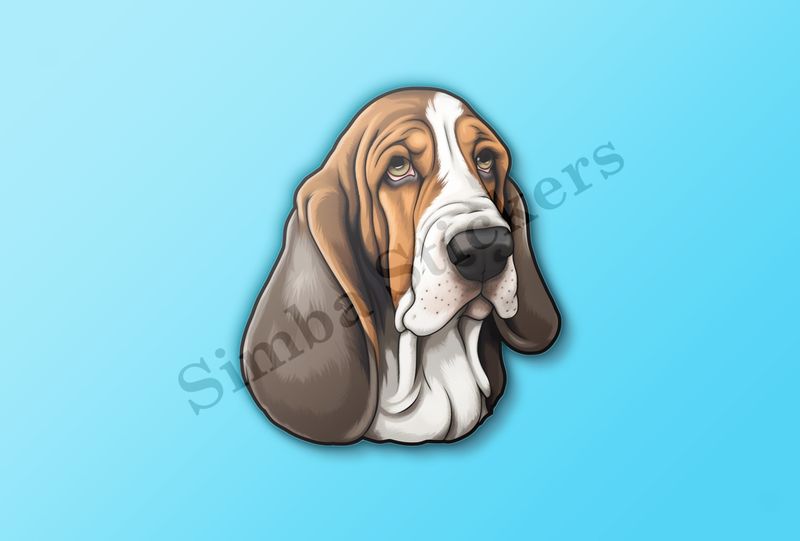 Basset Hound dog