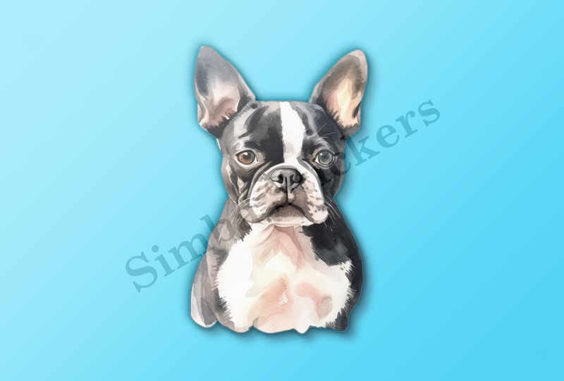 Boston Terrier dog front, watercolour