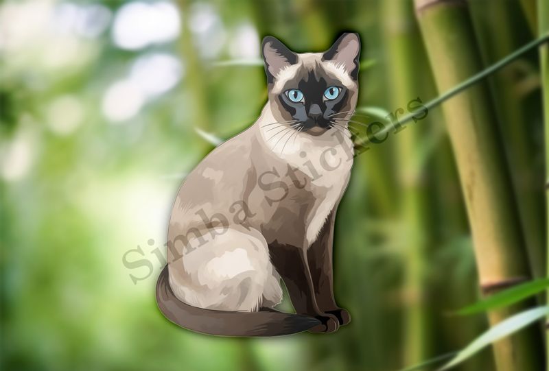 Siamese cat sitting