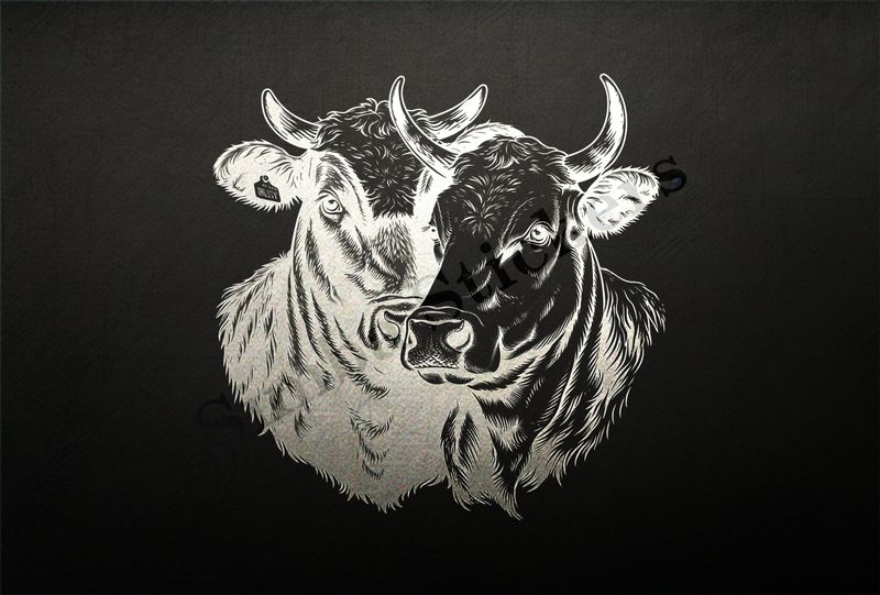 Cattle, one white, one black, cheek-to-cheek, heart in picture, outline art
