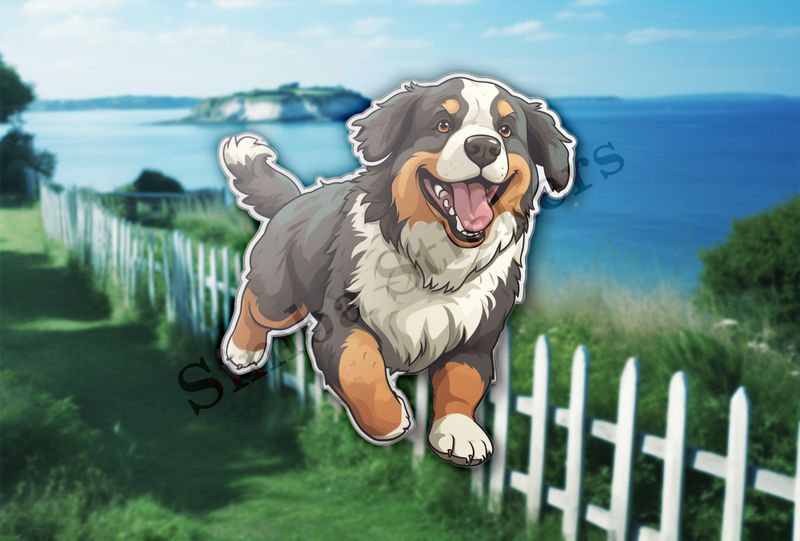 Bernase Mountain dog running