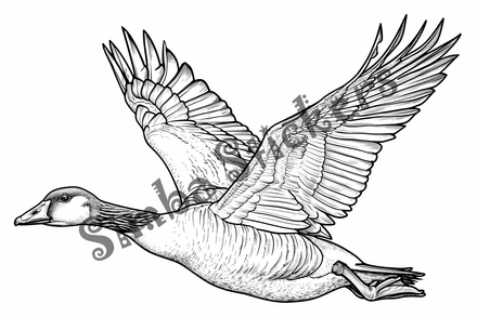 Colouring pages, bundle of geese flying, 10 images