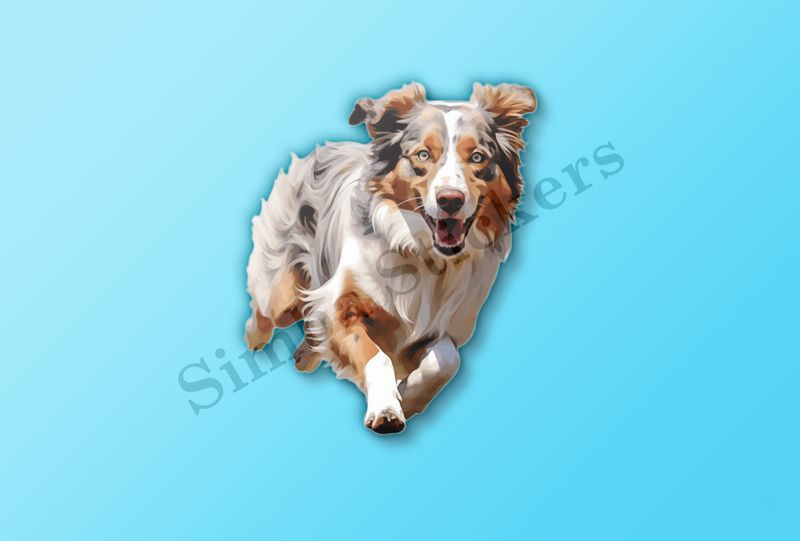 Australian Shepherd dog running and panting