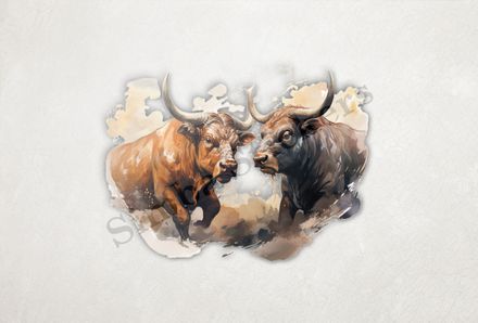 Bulls aggressively charging, watercolour