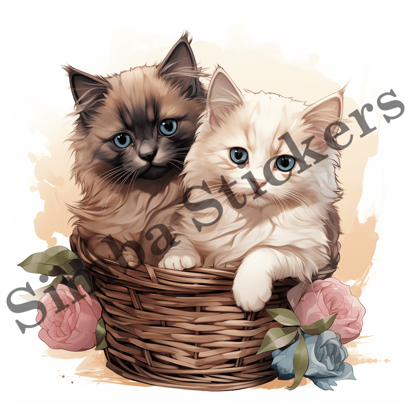 Himalayan cats, image set, 10 images