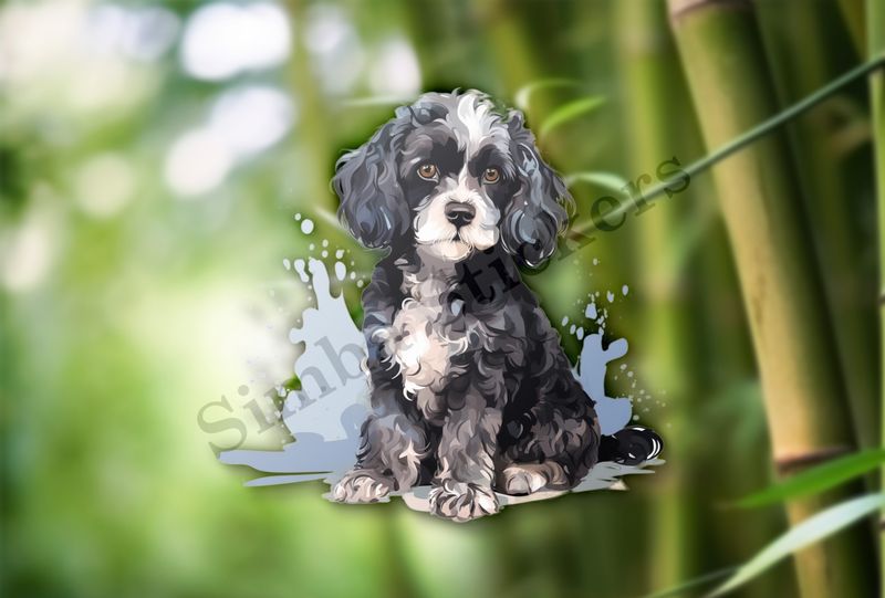 Black and white Cookapoo dog, watercolour