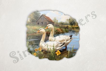 White ducks in love in farmhouse pond