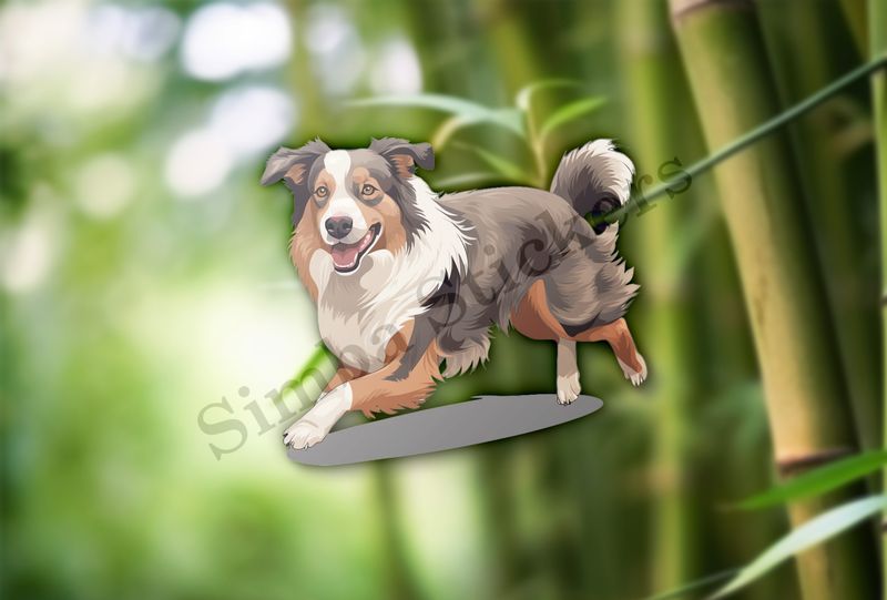 Australian Shepherd dog