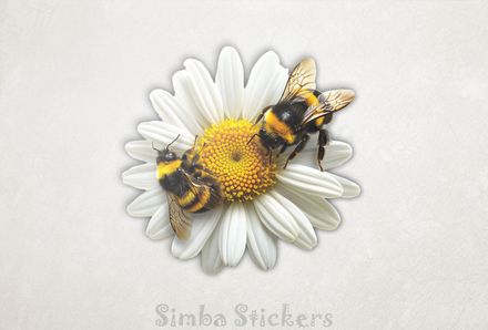 Bees at either end of a daisy flower